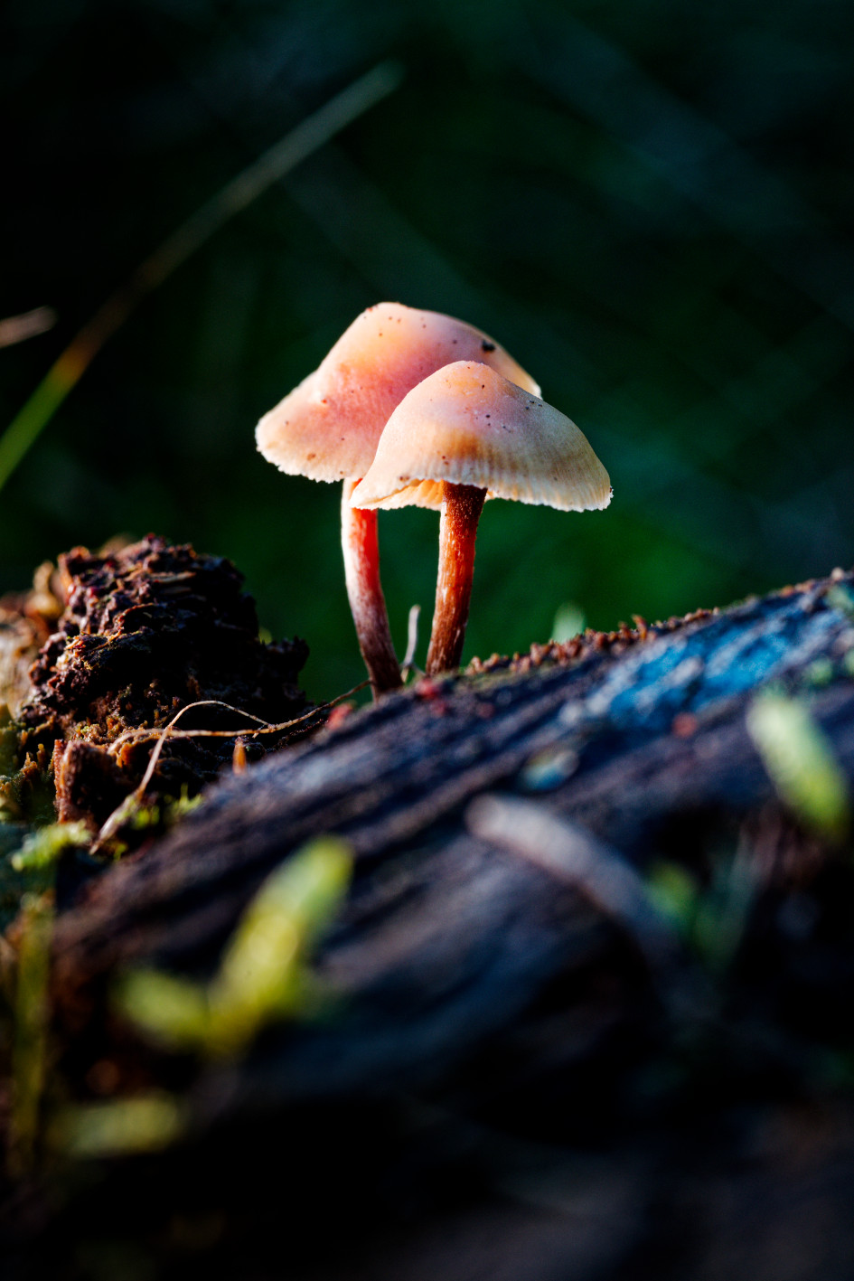 Im letzten Licht des Tages