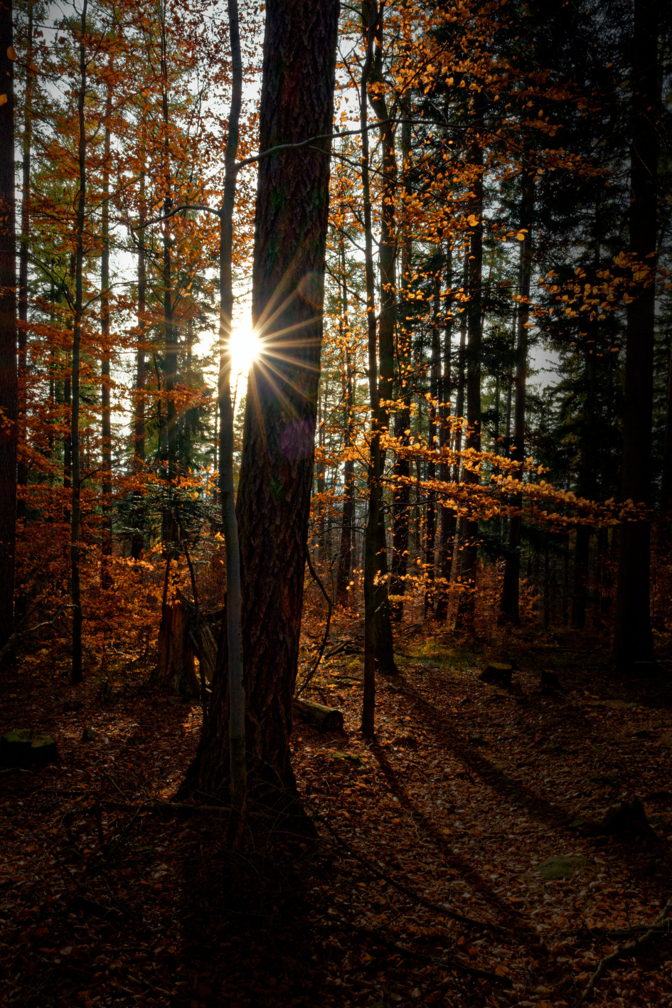 Sonnenstern im Herbstwald