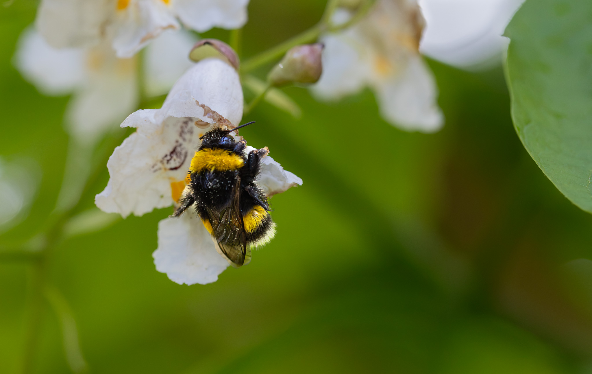 Kleine Hummel ganz groß