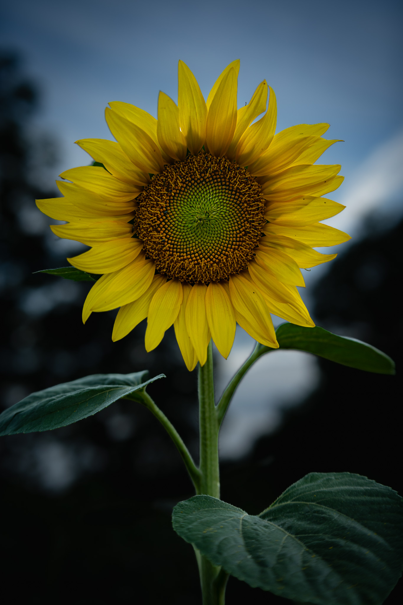 Sonnenblume im Abendlicht