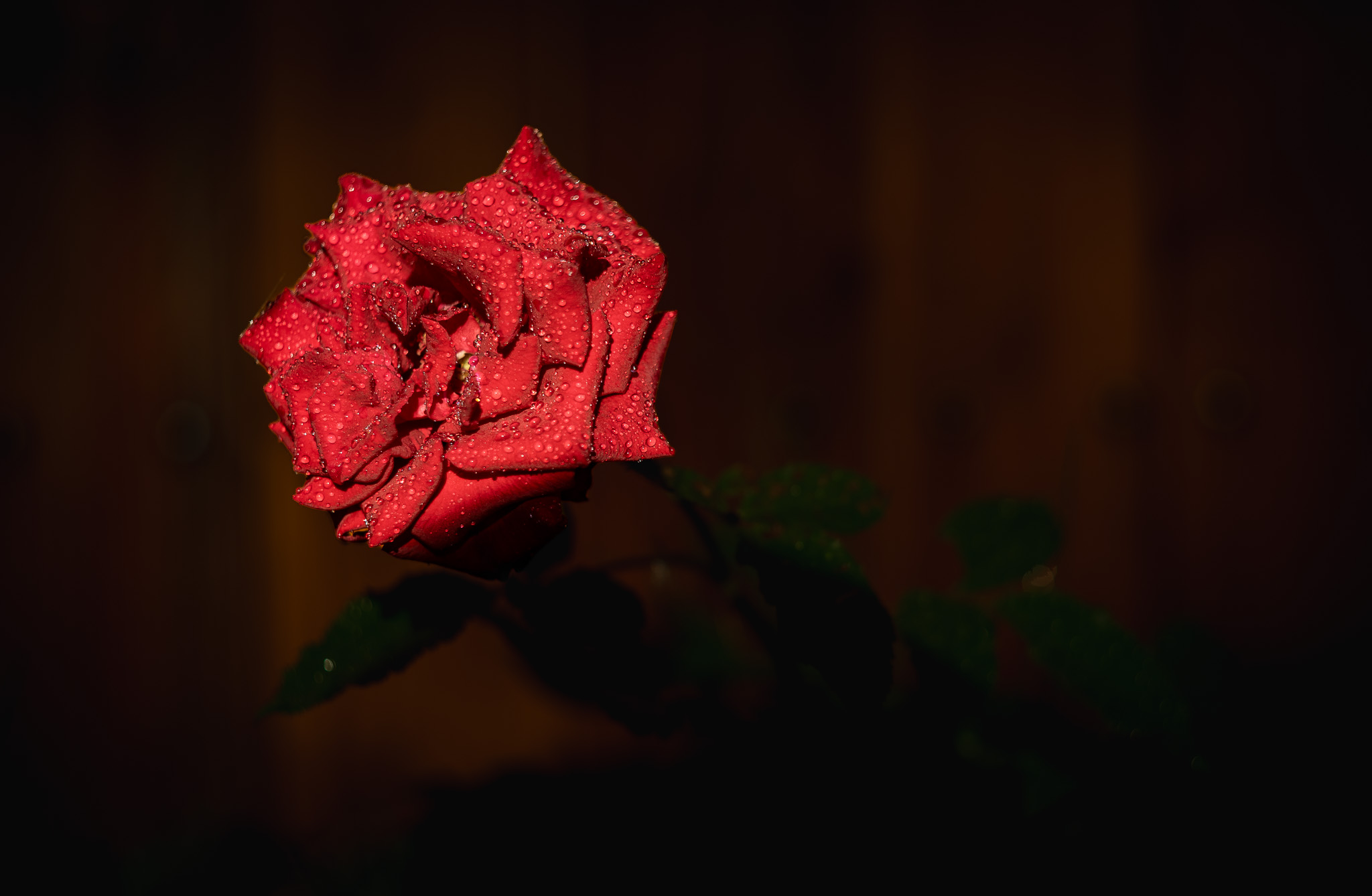 Rote Rose im Regen – Wassertropfen im Detail