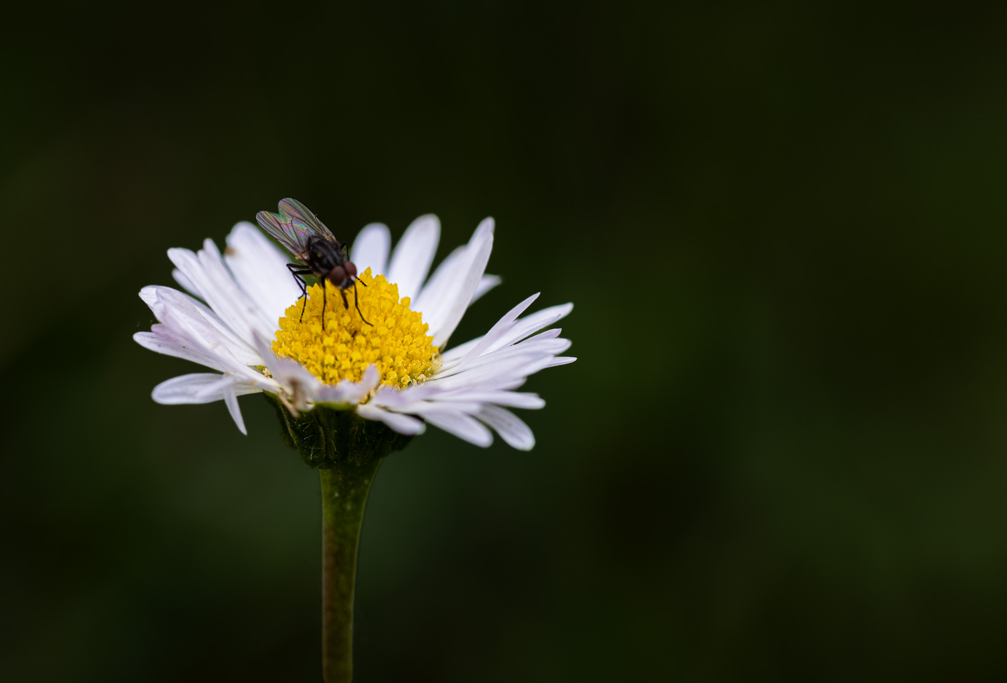 Kleine Begegnung auf der Gänseblümchenblüte