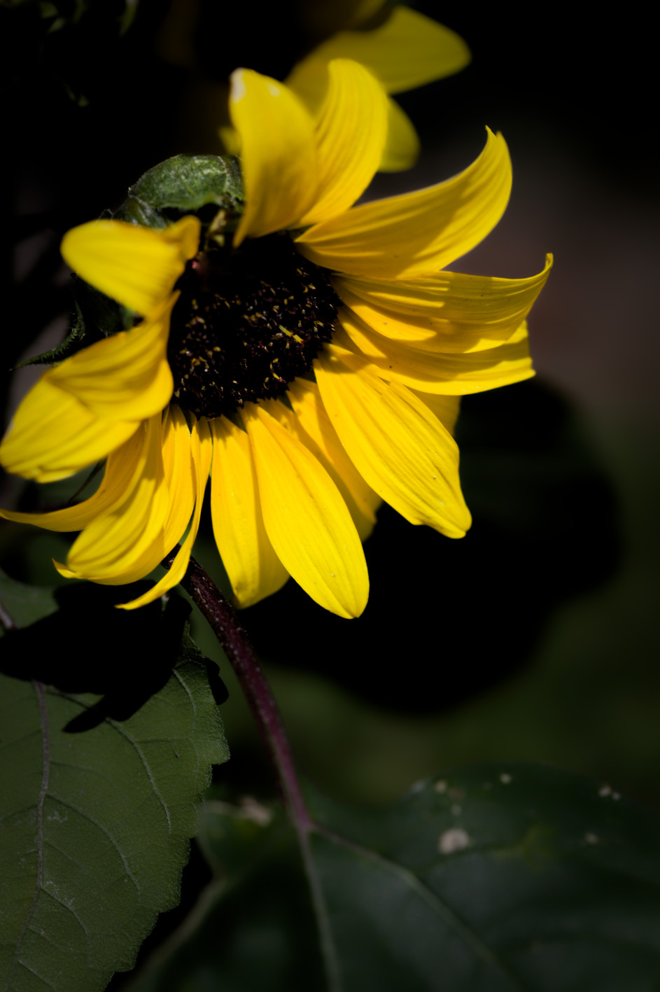 Sonnenblume im Licht