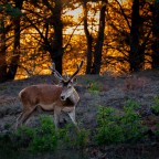 Hirsch im letzten Licht