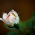 Zarte Rose mit Wassertropfen