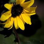 Sonnenblume im Licht
