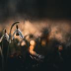Schneeglöckchen - Warten auf den Frühling