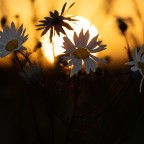 Margeriten im Licht der untergehenden Sonne