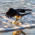 Krähe geht in Ostsee baden