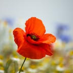 Klatschmohn im Blütenmeer