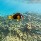 Farbenfroher Clownfisch im Korallenriff