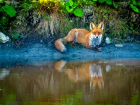 Fuchs am Teich, wie im Märchen