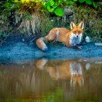 Fuchs am Teich, wie im Märchen