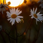 Margeriten im goldenen Abendlicht