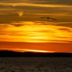 Möve fliegt in den Sonnenuntergang