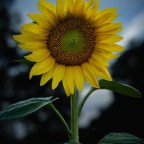 Sonnenblume im Abendlicht