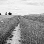 Ein Weg ins Kornfeld