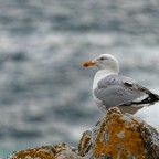 Möwe auf einem Felsen