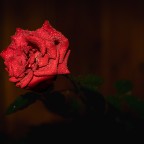 Rote Rose im Regen – Wassertropfen im Detail