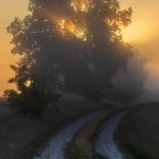 Morgenlicht im Nebel