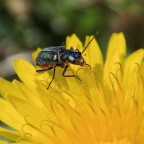 Kleiner Käfer erobert Blüte