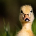 Was guckst Du?