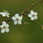 Kirschblüten