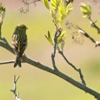 Girlitz in der Natur
