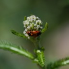 Roter Weichkäfer erklimmt Blüte