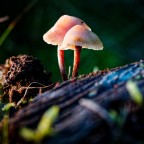 Im letzten Licht des Tages