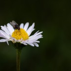 Kleine Begegnung auf der Gänseblümchenblüte