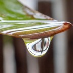 Die Welt im Tropfen