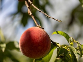 Reif für die Ernte