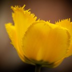 Goldene Eleganz