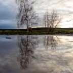 Birke im Winter - Spiegelung in Pfütze