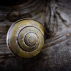 Detailaufnahme einer Weinbergschnecke mit kunstvoll gewundenem Gehäuse auf rauer Baumrinde