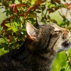 Katze richt an Rose
