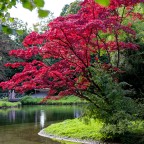 Herbstleuchten am Ufer (München)