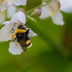 Kleine Hummel ganz groß