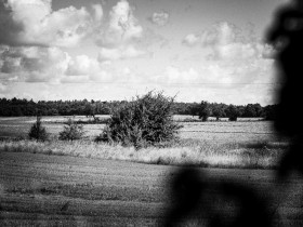 Schwarzweiß im Feld – still und stachelig
