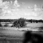Schwarzweiß im Feld – still und stachelig