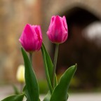 Endlich Fühling