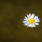 Schwimmende Blüte im See