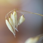 Filigrane Gräser im Spätsommer